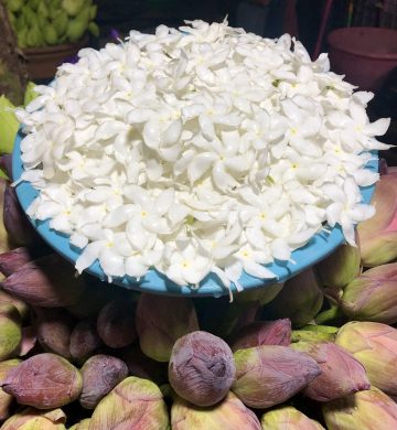 Flowers – Frangipani