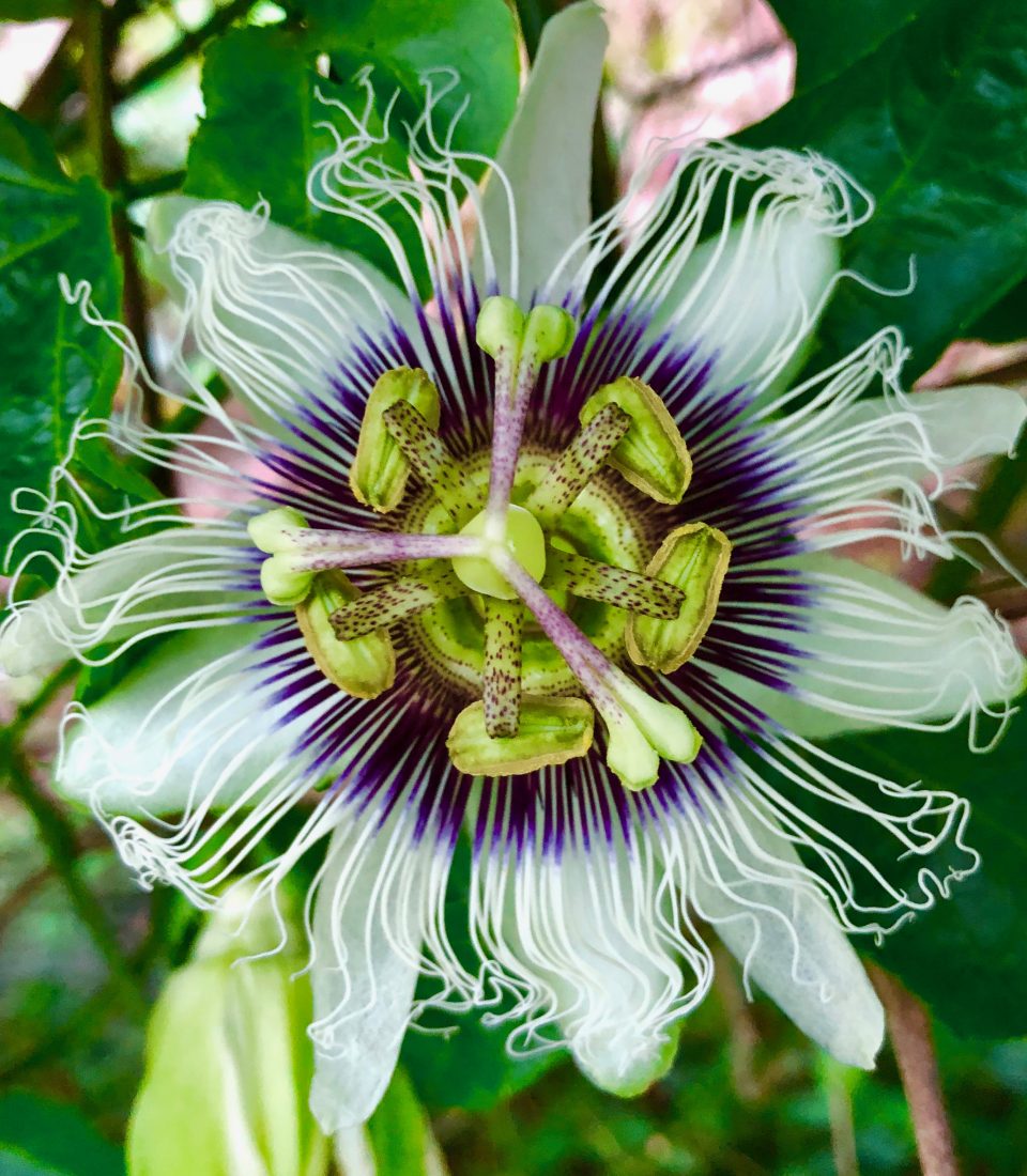 Passionfruit-flower