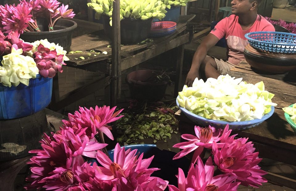 Flowers – lotus:mixed537