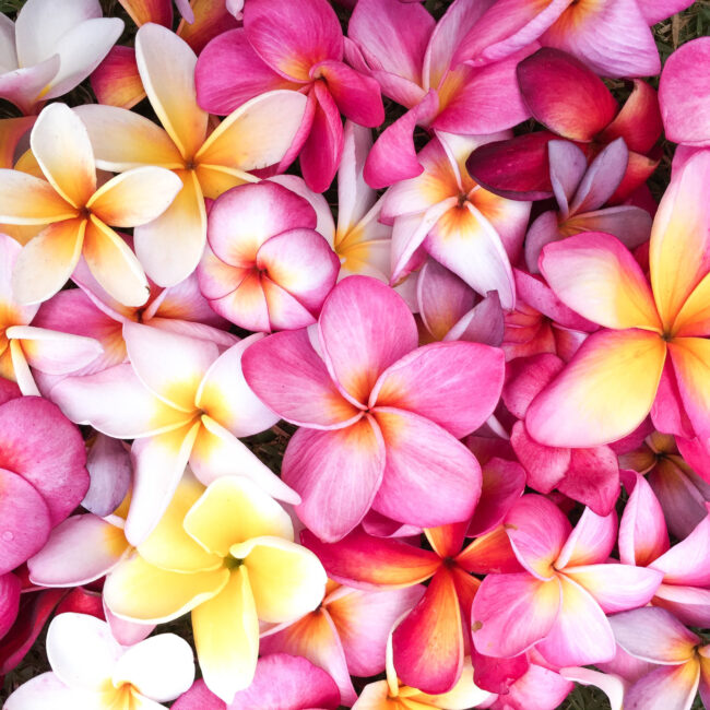 Frangipani flowers